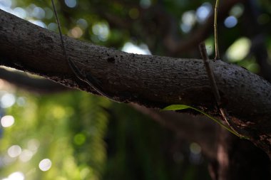 Ağaç kabuğu güneş ışığı ve bokeh