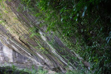 Vine on Stone cliff Namtok Pha Luang Orman Parkı, Ubon