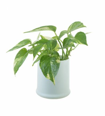 Pothos incileri ve yeşil şeytan sarmaşık bitkisi beyaz tencerede, izole edilmiş arka planda.