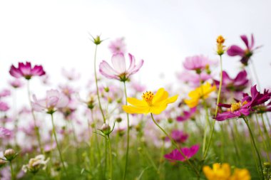 Pink delicate cosmos flower at the field
