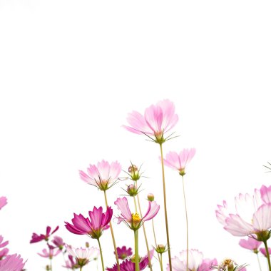 Soyutlanmış arka planda zarif pembe kozmos çiçekleri
