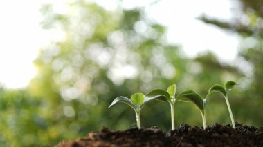 Ev yapımı sebze sporları, makro yakın plan.