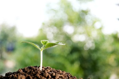 Ev yapımı küçük sebze filizleri.