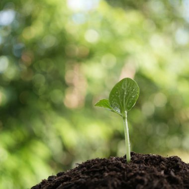 Büyüyen kabak filizleri Yaprak dokusu