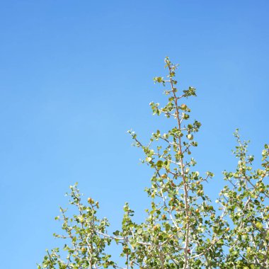 Mavi gökyüzü ile Gardenya Saxatilis Geddes ağacı