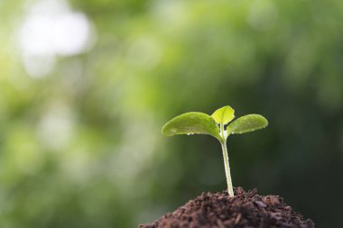 Küçük sebze filizi büyüyen makro yakın plan