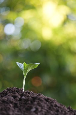 Balkabağı filizinin büyüyen makro yakın çekimi