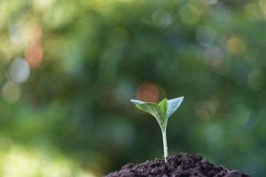 Balkabağı filizi yaprakları ve su damlacıkları. Makro yakın plan.