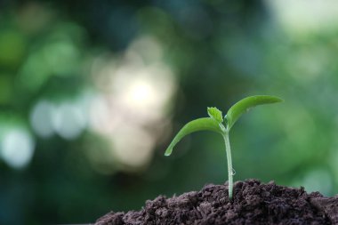 Büyüyen küçük filizlerin makro yakın çekimi