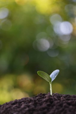 Su damlacıkları ile küçük balkabağı filizi, makro yakın plan