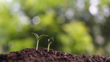 Küçük balkabağı filizleri yemyeşil arka planda büyüyor.