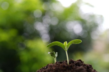 Küçük ve büyük sebze filizleri yetişiyor.