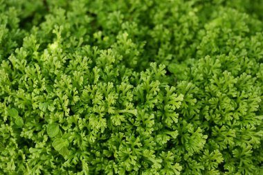 Spike Moss, Selaginella yemyeşil doğa geçmişi