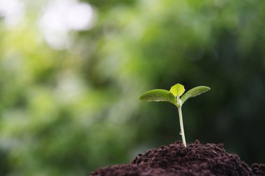 Su damlacıkları ile küçük sonbahar balkabağı odağı