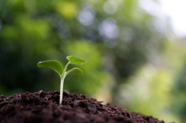 Makro kapalı ev büyüyen sebze filizi