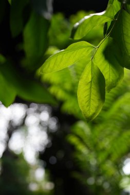 Arkasından yemyeşil ağaç yaprakları dokusu