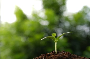 Ev yapımı sebzeler makro yakın çekim