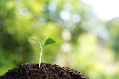 Sabah güneşinin altında küçük bir bitki yetişiyor.