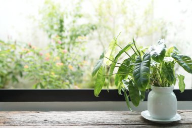 Philodendron, beyaz bir tencerede, pencerenin önünde, ahşap bir masada.