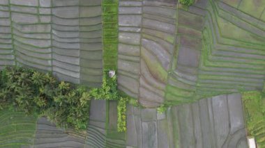 Bali, Endonezya - 11 Kasım 2022: Bali 'nin Turistik Çekim ve Yerleşkeleri