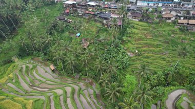 Bali, Endonezya - 11 Kasım 2022: Bali 'nin Turistik Çekim ve Yerleşkeleri