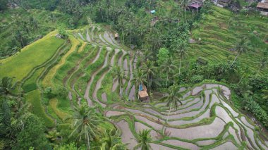 Bali, Endonezya - 11 Kasım 2022: Bali 'nin Turistik Çekim ve Yerleşkeleri