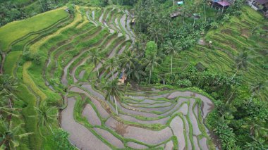 Bali, Endonezya - 11 Kasım 2022: Bali 'nin Turistik Çekim ve Yerleşkeleri