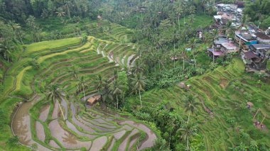 Bali, Endonezya - 11 Kasım 2022: Bali 'nin Turistik Çekim ve Yerleşkeleri