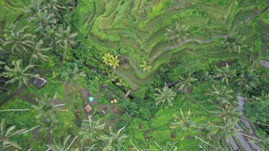 Bali, Endonezya - 11 Kasım 2022: Bali 'nin Turistik Çekim ve Yerleşkeleri