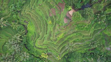 Bali, Endonezya - 11 Kasım 2022: Bali 'nin Turistik Çekim ve Yerleşkeleri