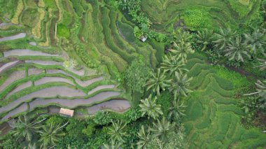 Bali, Endonezya - 11 Kasım 2022: Bali 'nin Turistik Çekim ve Yerleşkeleri