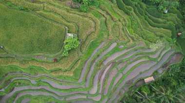 Bali, Endonezya - 11 Kasım 2022: Bali 'nin Turistik Çekim ve Yerleşkeleri