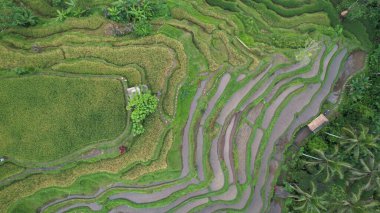 Bali, Endonezya - 11 Kasım 2022: Bali 'nin Turistik Çekim ve Yerleşkeleri