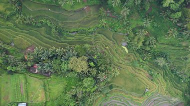 Bali, Endonezya - 11 Kasım 2022: Bali 'nin Turistik Çekim ve Yerleşkeleri