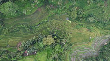 Bali, Endonezya - 11 Kasım 2022: Bali 'nin Turistik Çekim ve Yerleşkeleri