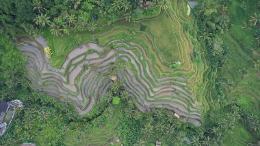 Bali, Endonezya - 11 Kasım 2022: Bali 'nin Turistik Çekim ve Yerleşkeleri