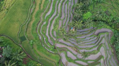 Bali, Endonezya - 11 Kasım 2022: Bali 'nin Turistik Çekim ve Yerleşkeleri