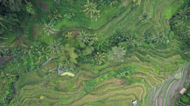 Bali, Endonezya - 11 Kasım 2022: Bali 'nin Turistik Çekim ve Yerleşkeleri