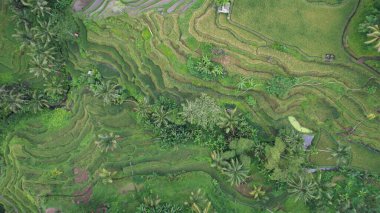 Bali, Endonezya - 11 Kasım 2022: Bali 'nin Turistik Çekim ve Yerleşkeleri