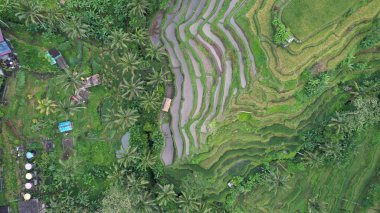 Bali, Endonezya - 11 Kasım 2022: Bali 'nin Turistik Çekim ve Yerleşkeleri