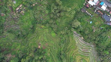 Bali, Endonezya - 11 Kasım 2022: Bali 'nin Turistik Çekim ve Yerleşkeleri