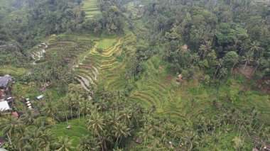 Bali, Endonezya - 11 Kasım 2022: Bali 'nin Turistik Çekim ve Yerleşkeleri