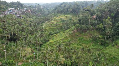 Bali, Endonezya - 11 Kasım 2022: Bali 'nin Turistik Çekim ve Yerleşkeleri