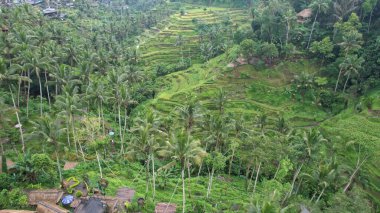 Bali, Endonezya - 11 Kasım 2022: Bali 'nin Turistik Çekim ve Yerleşkeleri