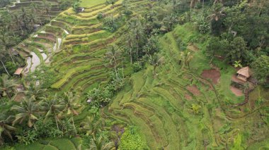 Bali, Endonezya - 11 Kasım 2022: Bali 'nin Turistik Çekim ve Yerleşkeleri