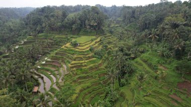 Bali, Endonezya - 11 Kasım 2022: Bali 'nin Turistik Çekim ve Yerleşkeleri