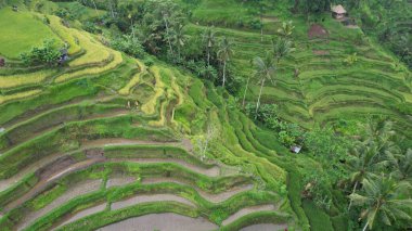 Bali, Endonezya - 11 Kasım 2022: Bali 'nin Turistik Çekim ve Yerleşkeleri