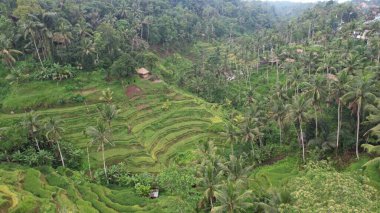 Bali, Endonezya - 11 Kasım 2022: Bali 'nin Turistik Çekim ve Yerleşkeleri