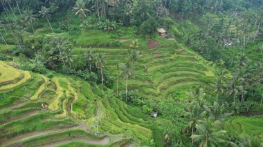 Bali, Endonezya - 11 Kasım 2022: Bali 'nin Turistik Çekim ve Yerleşkeleri