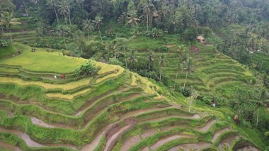 Bali, Endonezya - 11 Kasım 2022: Bali 'nin Turistik Çekim ve Yerleşkeleri